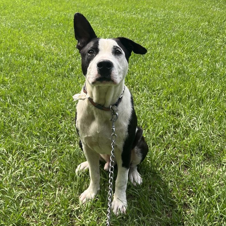 Tom Hanks, a Adoptable Mixed Breed in Jacksonville, FL image 2/6