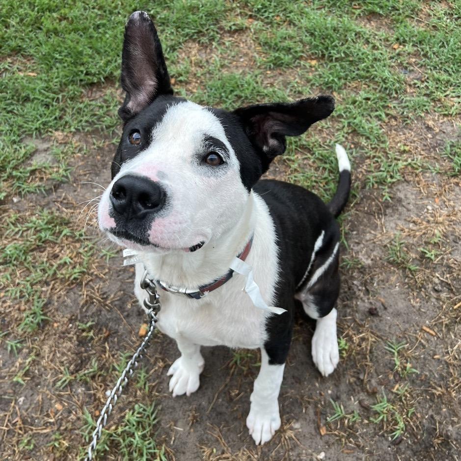 Tom Hanks, a Adoptable Mixed Breed in Jacksonville, FL image 3/6