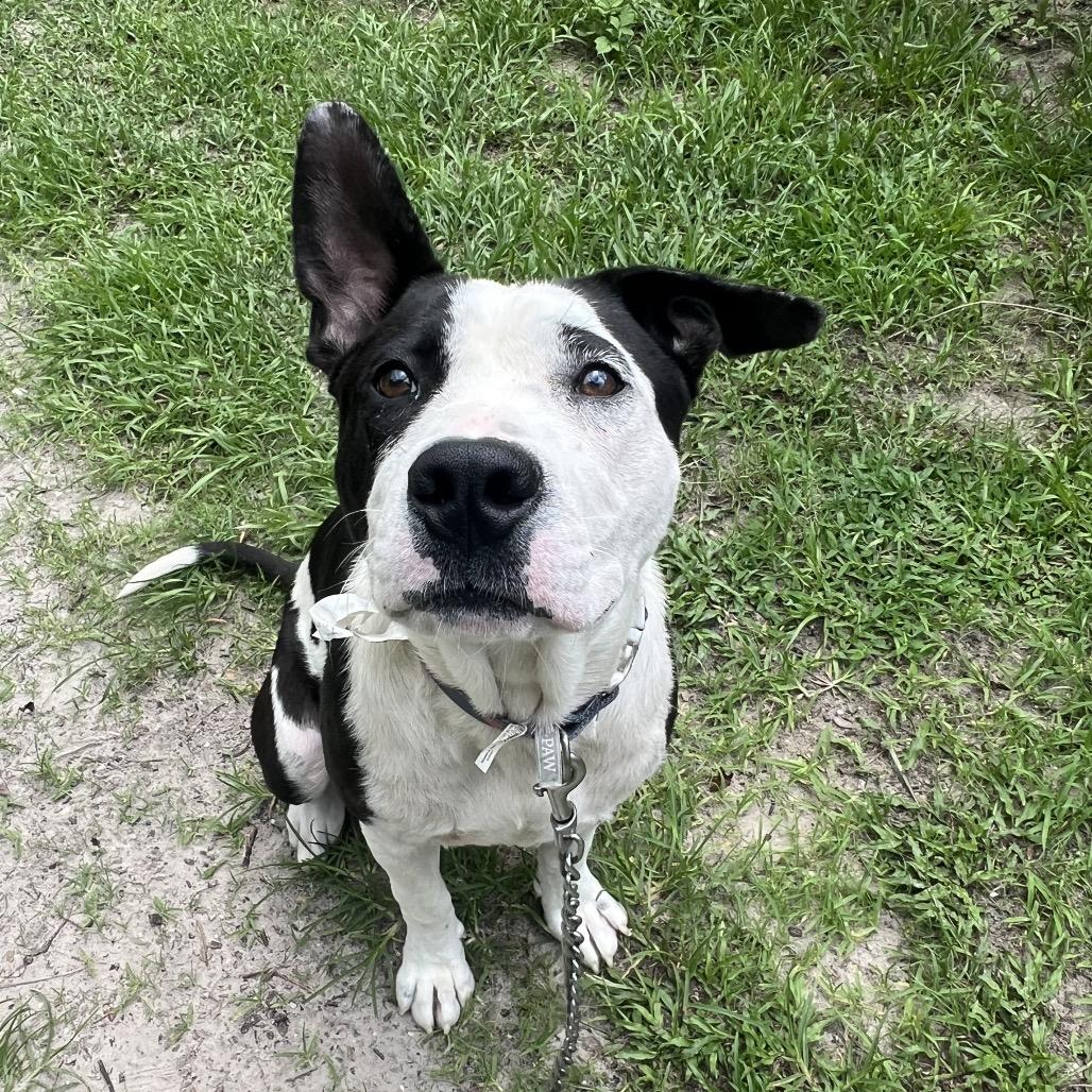 Tom Hanks, a Adoptable Mixed Breed in Jacksonville, FL image 4/6