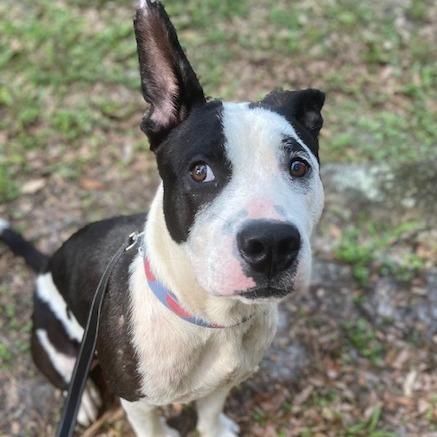 Tom Hanks, a Adoptable Mixed Breed in Jacksonville, FL image 5/6