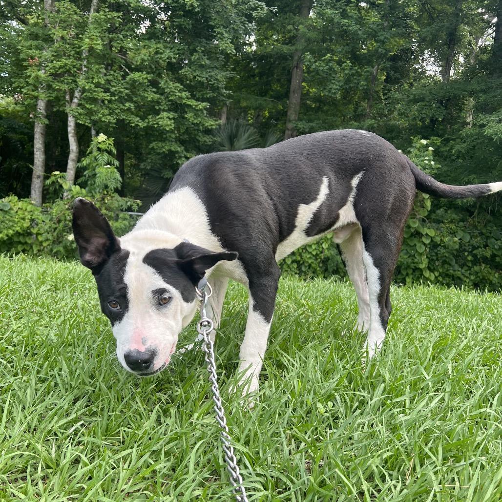 Tom Hanks, a Adoptable Mixed Breed in Jacksonville, FL image 6/6