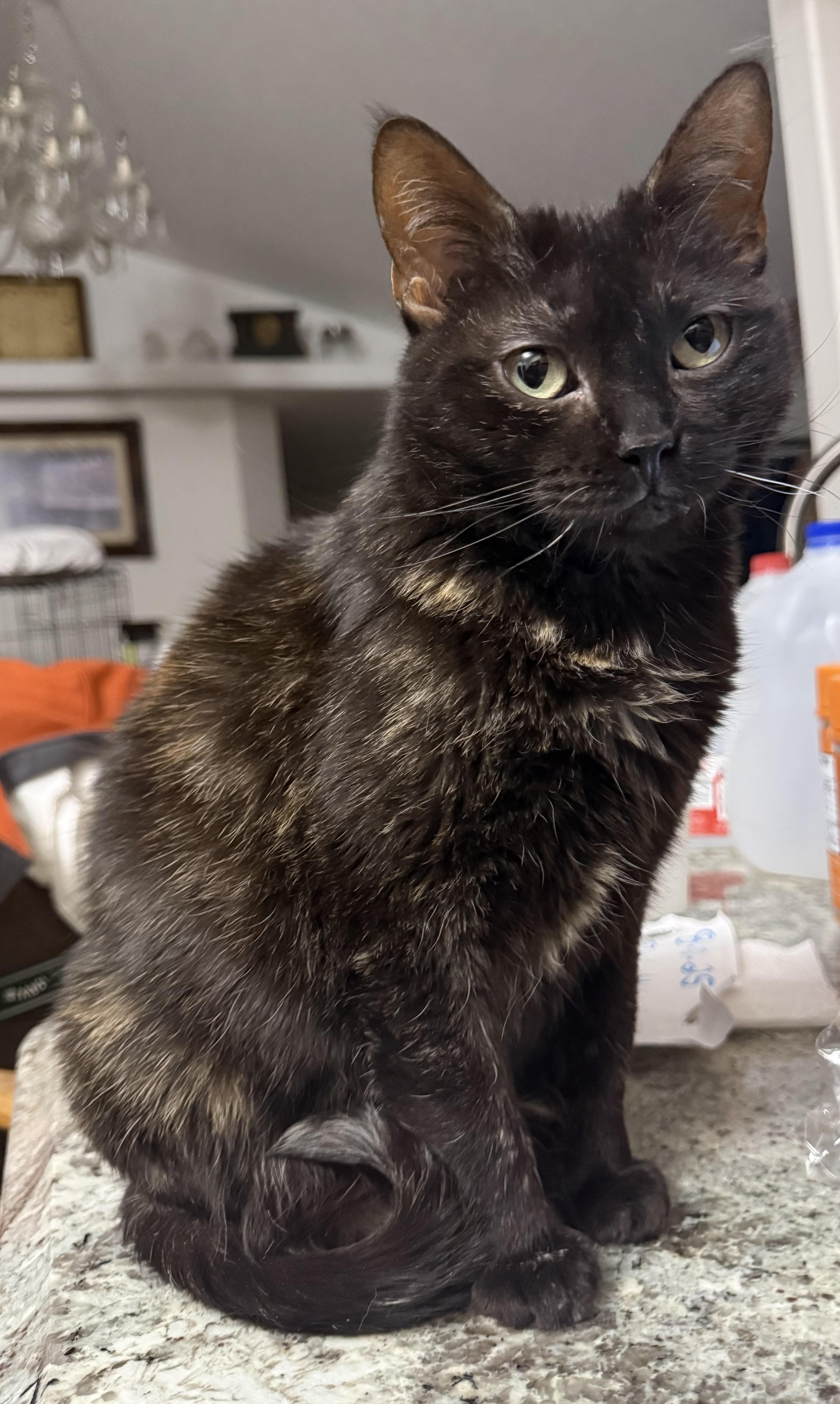 Enlarge Sylvia, a ADOPTABLE Tortoiseshell in Butte, MT image 1/1