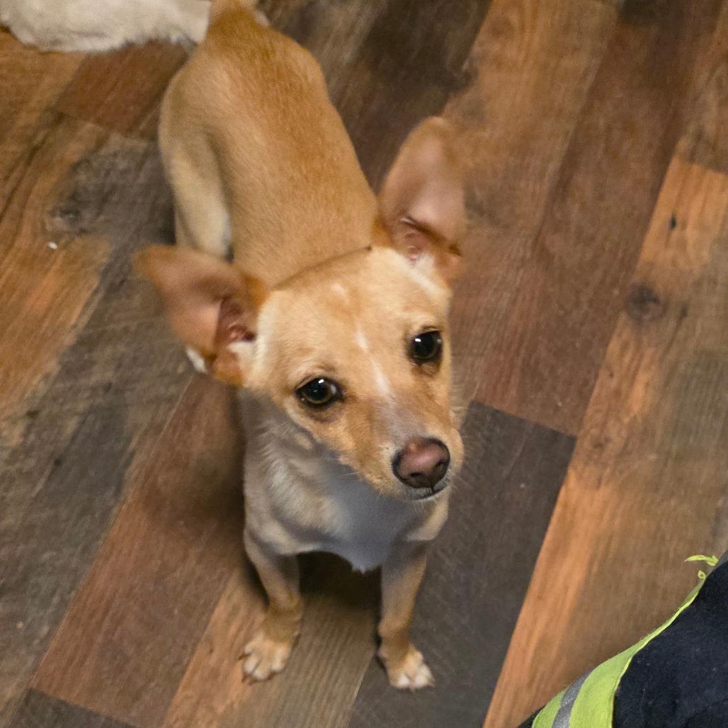 Enlarge Tator, a Adoptable Chihuahua in Goltry, OK image 1/6