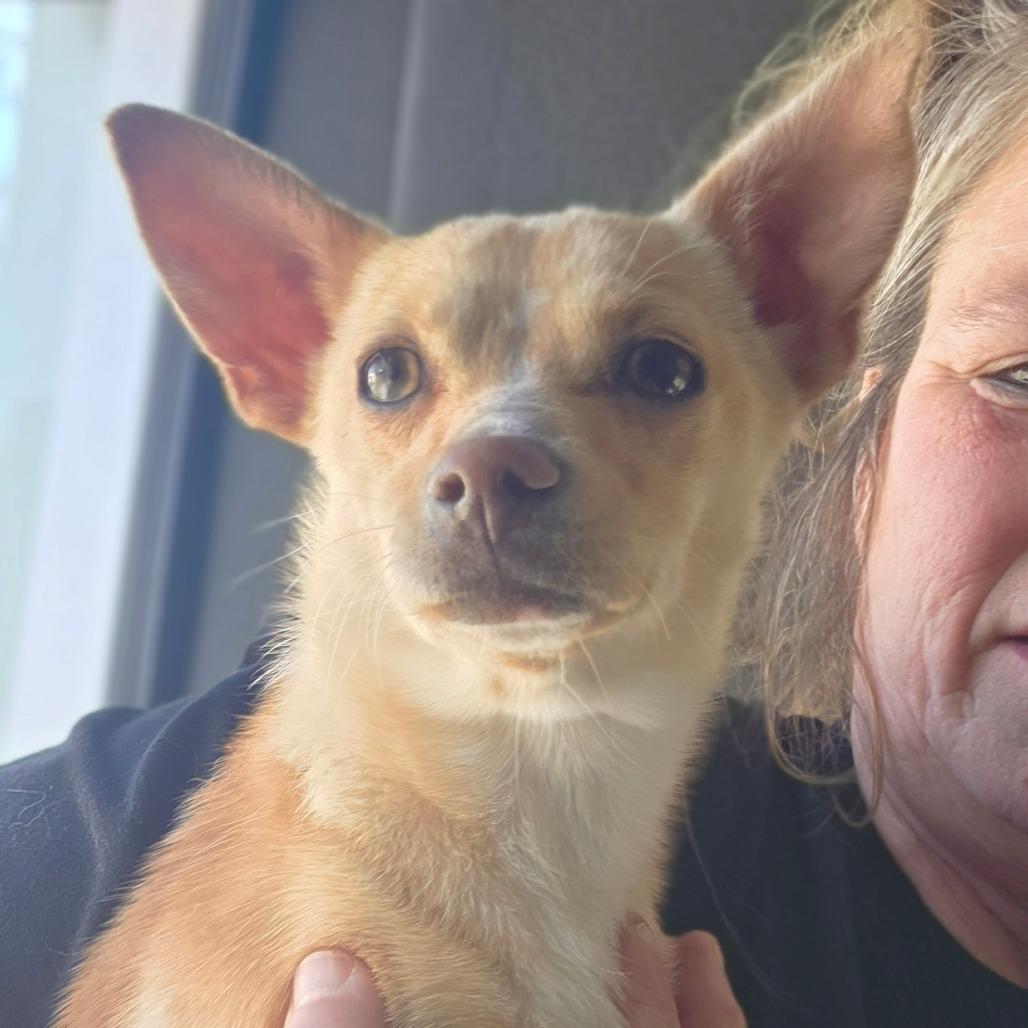 Enlarge Tator, a Adoptable Chihuahua in Goltry, OK image 2/6