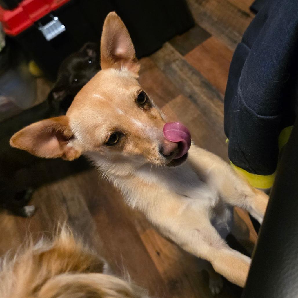 Enlarge Tator, a Adoptable Chihuahua in Goltry, OK image 3/6