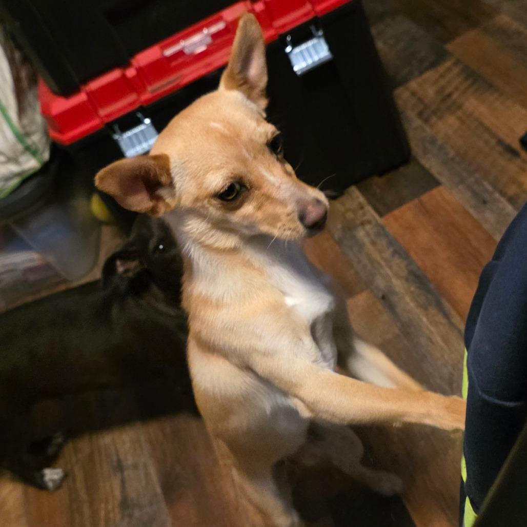 Enlarge Tator, a Adoptable Chihuahua in Goltry, OK image 4/6