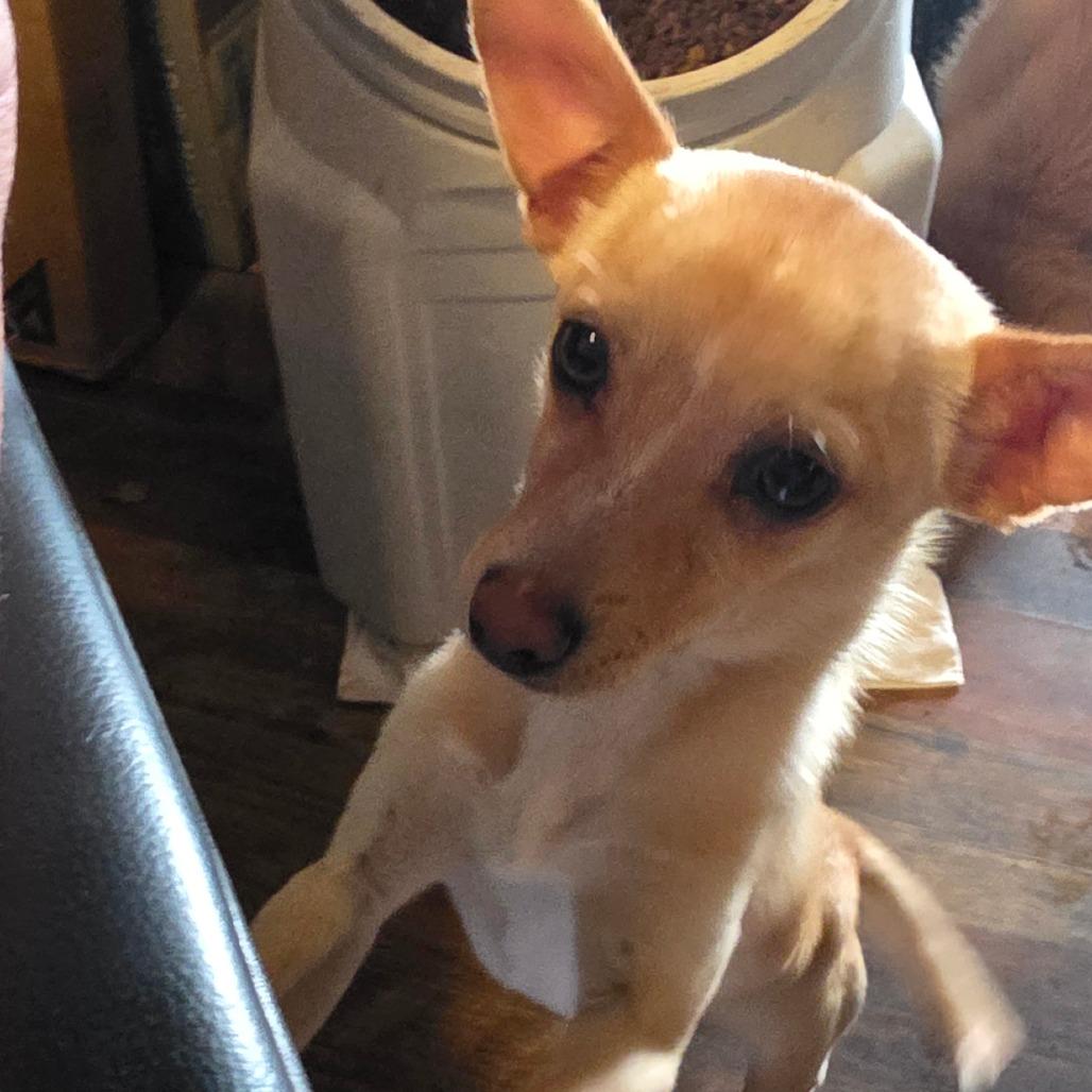 Enlarge Tator, a Adoptable Chihuahua in Goltry, OK image 5/6