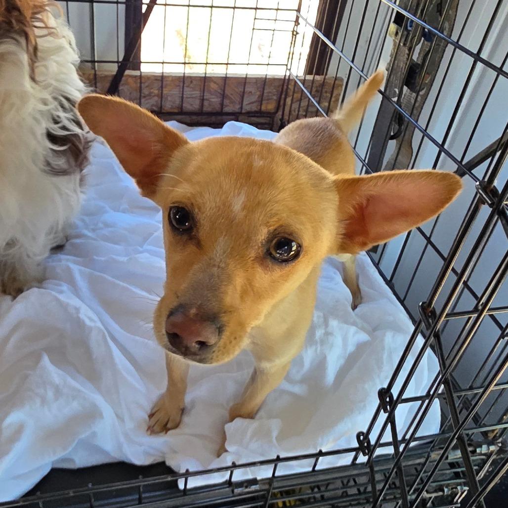Enlarge Tator, a Adoptable Chihuahua in Goltry, OK image 6/6