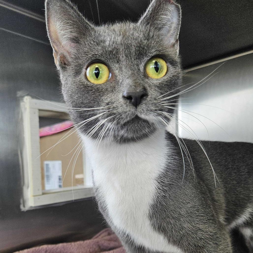 Enlarge Joey, a Adoptable Domestic Short Hair in Dover, NH image 1/3