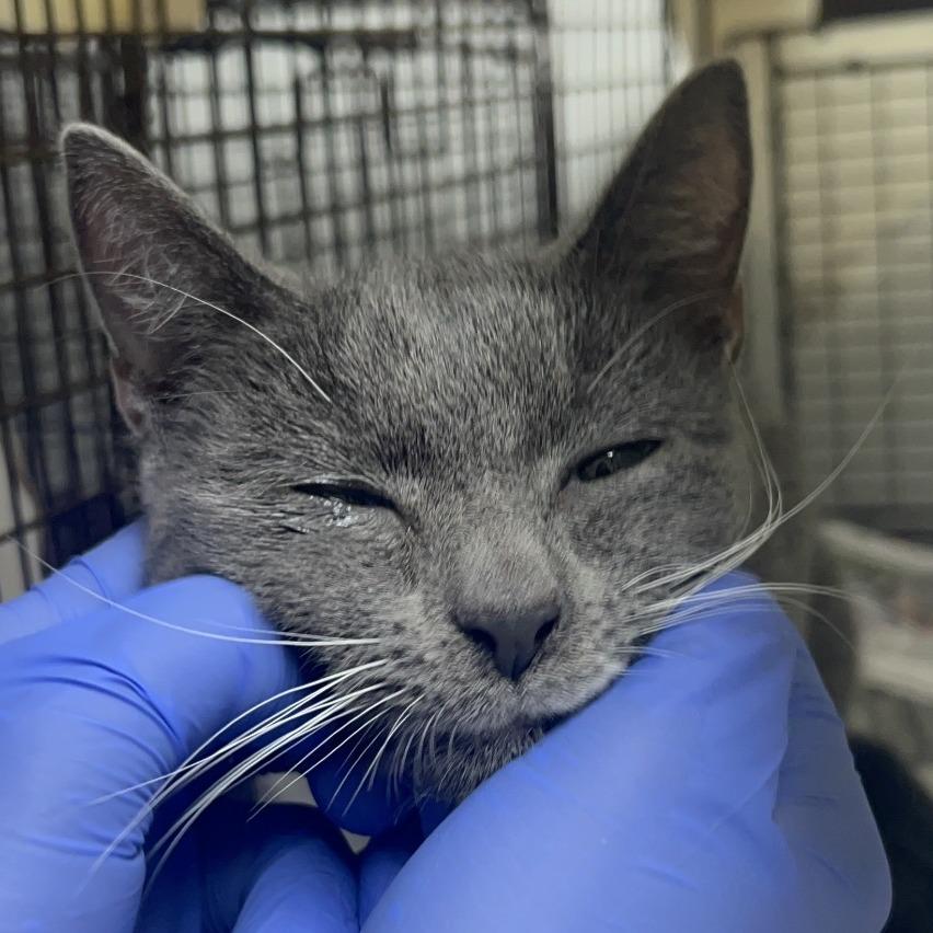 Enlarge Joey, a Adoptable Domestic Short Hair in Dover, NH image 2/3