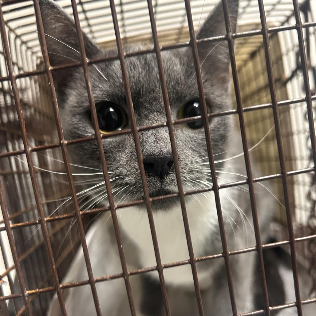 Enlarge Joey, a Adoptable Domestic Short Hair in Dover, NH image 3/3