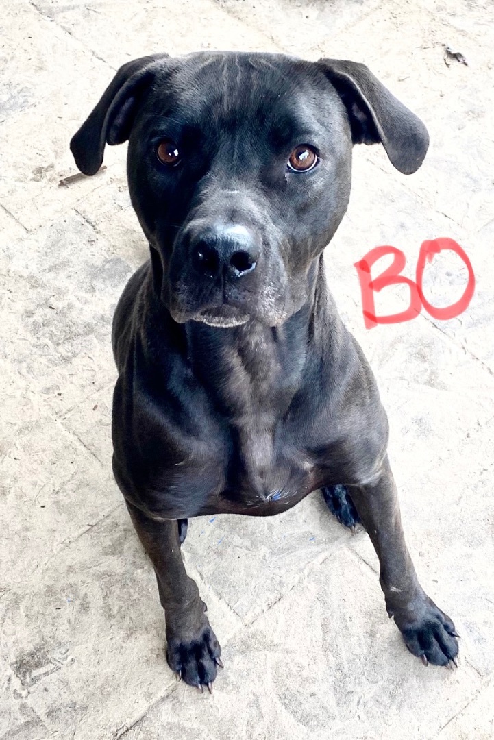 BO, Adoptable, Young Male Boxer & American Bully.