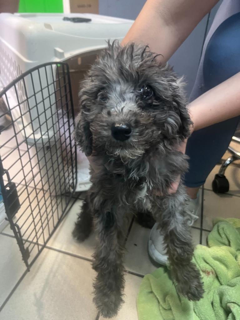 Brulee, Adoptable, Puppy Female Poodle & Bernese Mountain Dog.