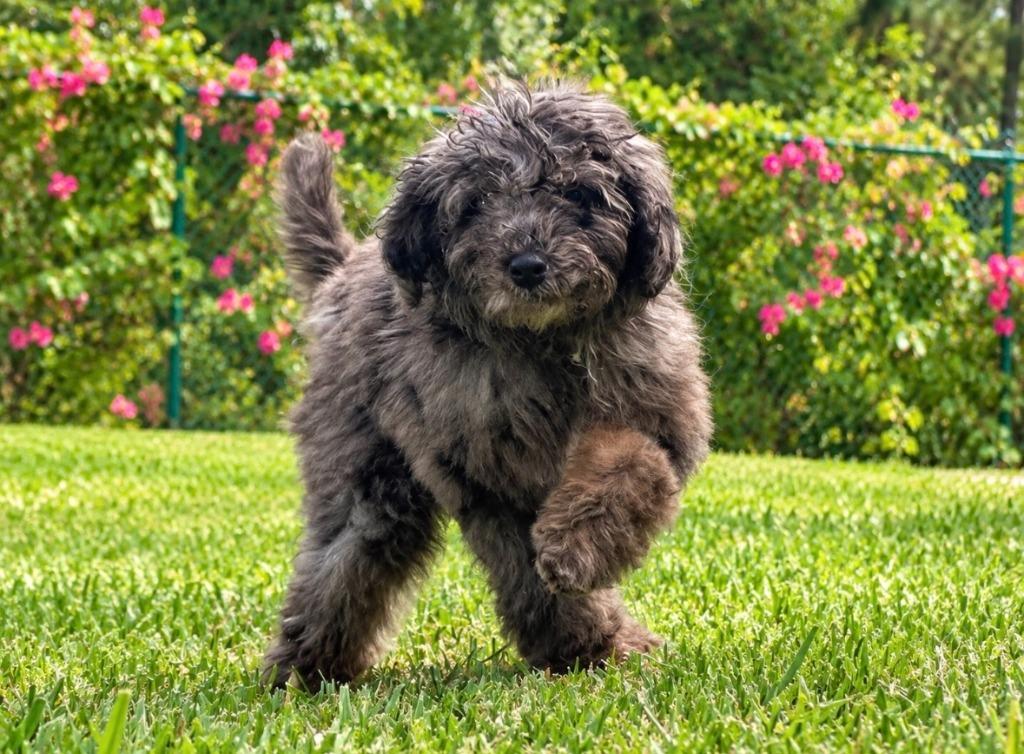 Enlarge Brulee, a Adoptable mixed breed in Sebastian, FL image 3/6