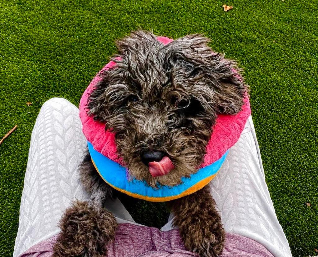 Enlarge Brulee, a Adoptable mixed breed in Sebastian, FL image 6/6