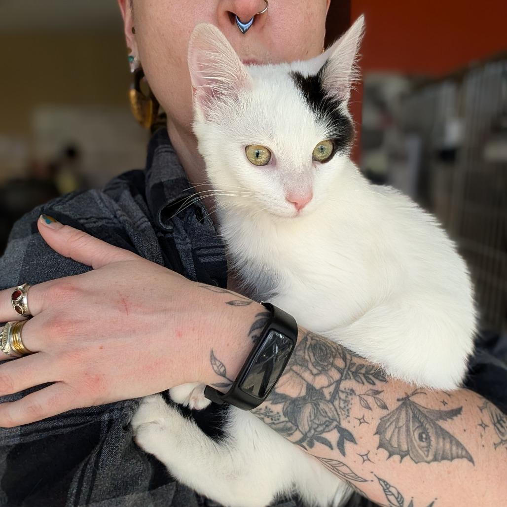 Cloverpatch, Adoptable, Kitten Male Domestic Short Hair.