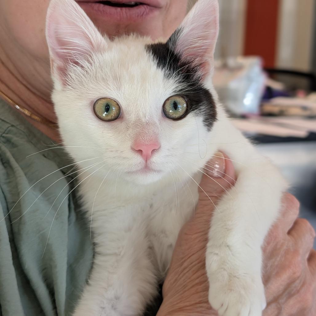 Enlarge Cloverpatch, a Adoptable Domestic Short Hair in Asheville, NC image 2/6