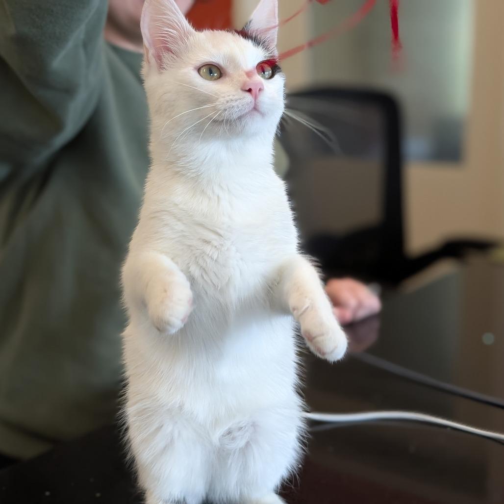 Enlarge Cloverpatch, a Adoptable Domestic Short Hair in Asheville, NC image 3/6