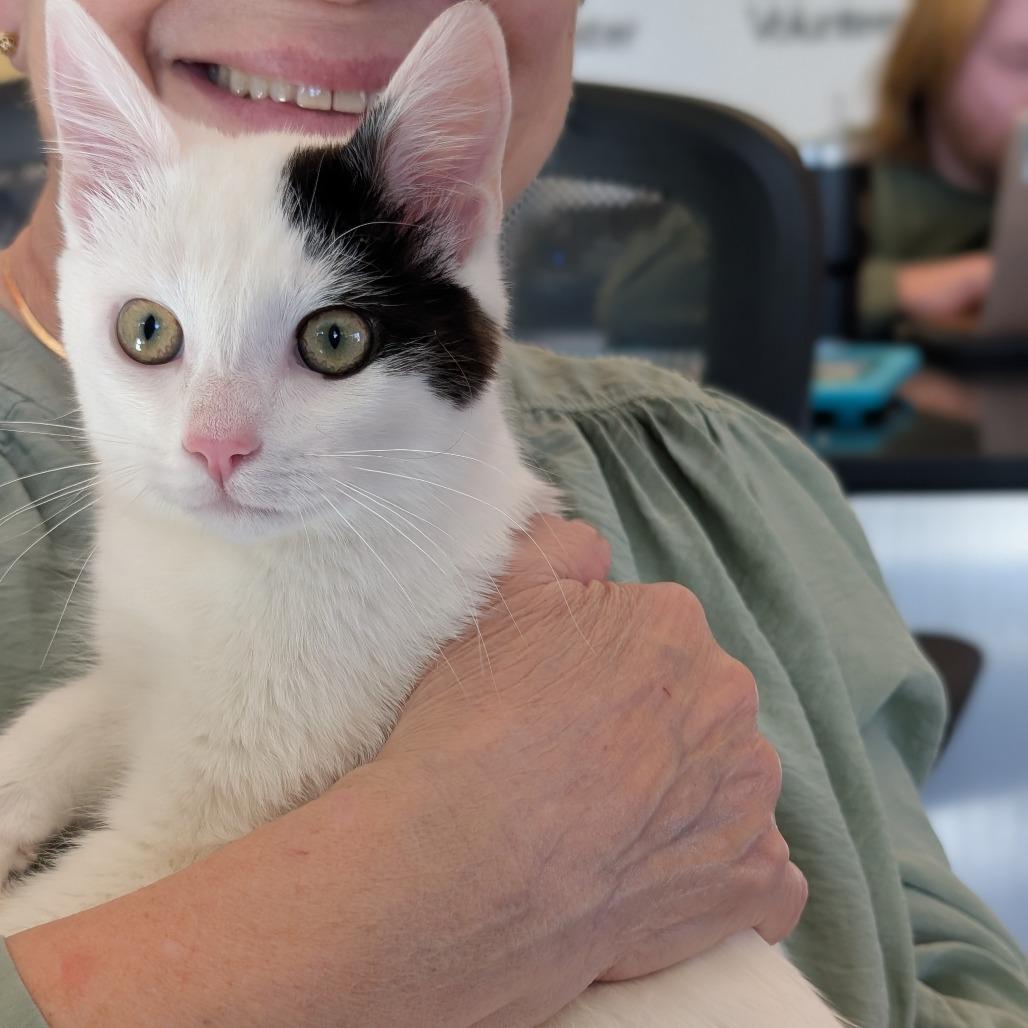Enlarge Cloverpatch, a Adoptable Domestic Short Hair in Asheville, NC image 4/6