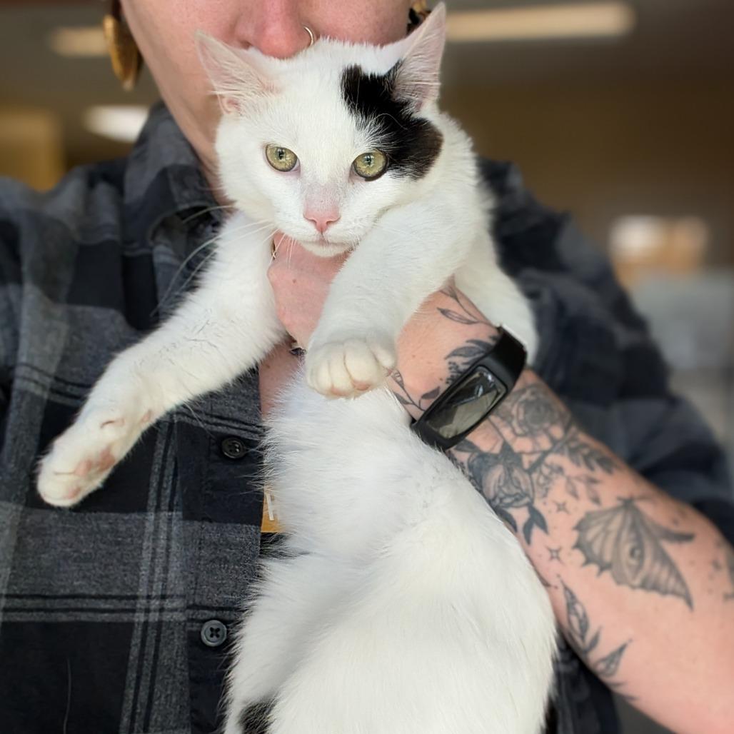 Enlarge Cloverpatch, a Adoptable Domestic Short Hair in Asheville, NC image 5/6