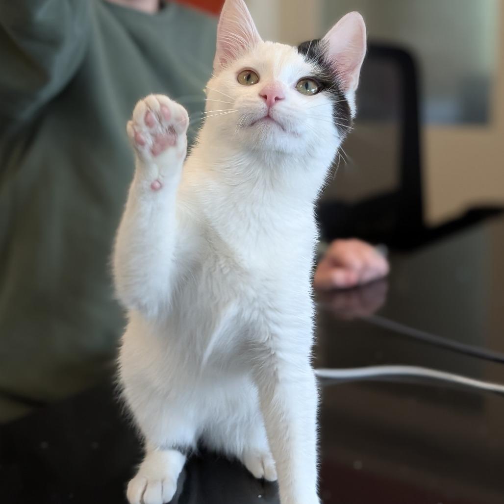 Enlarge Cloverpatch, a Adoptable Domestic Short Hair in Asheville, NC image 6/6