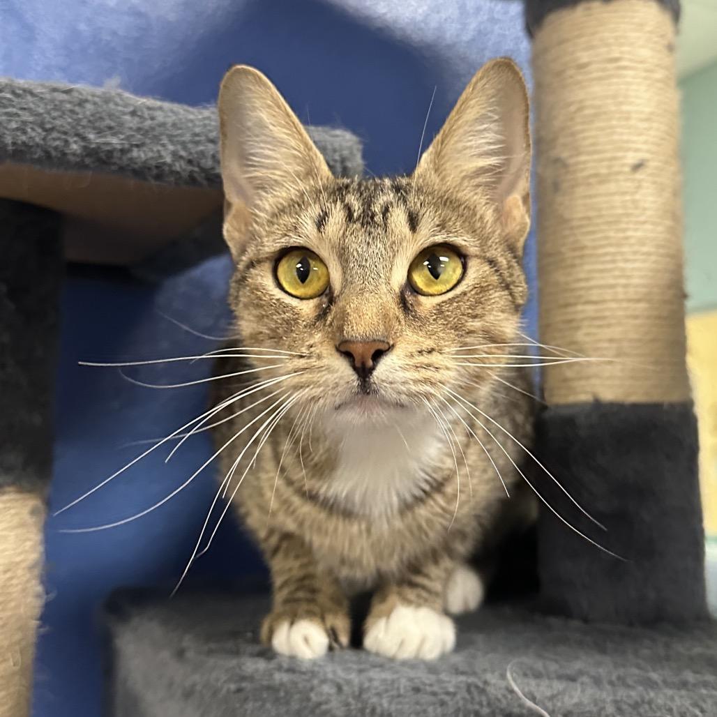 Zoey, a Adoptable Domestic Short Hair in Titusville, FL image 1/6