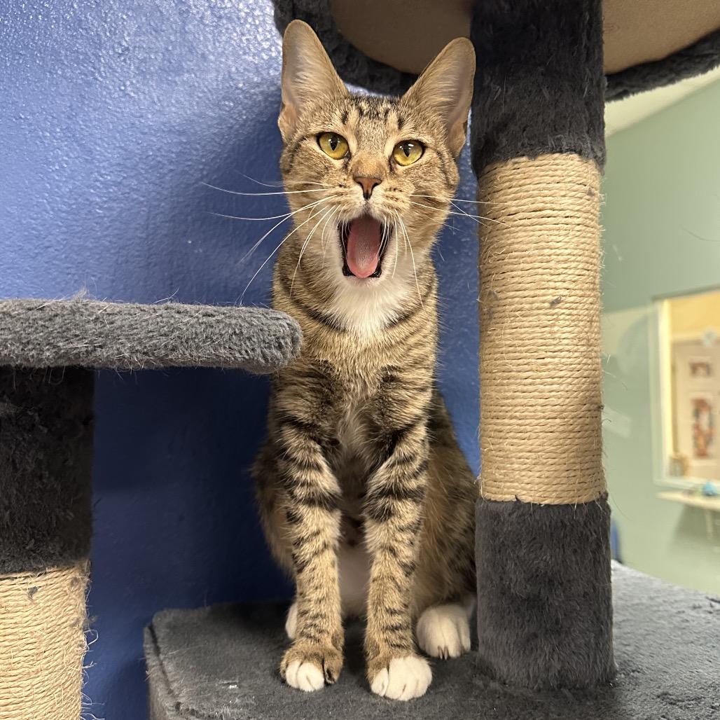 Zoey, a Adoptable Domestic Short Hair in Titusville, FL image 2/6