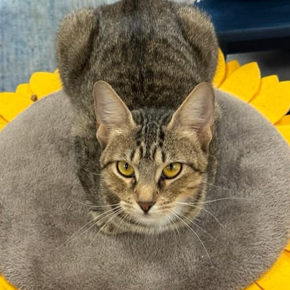 Zoey, a Adoptable Domestic Short Hair in Titusville, FL image 4/6