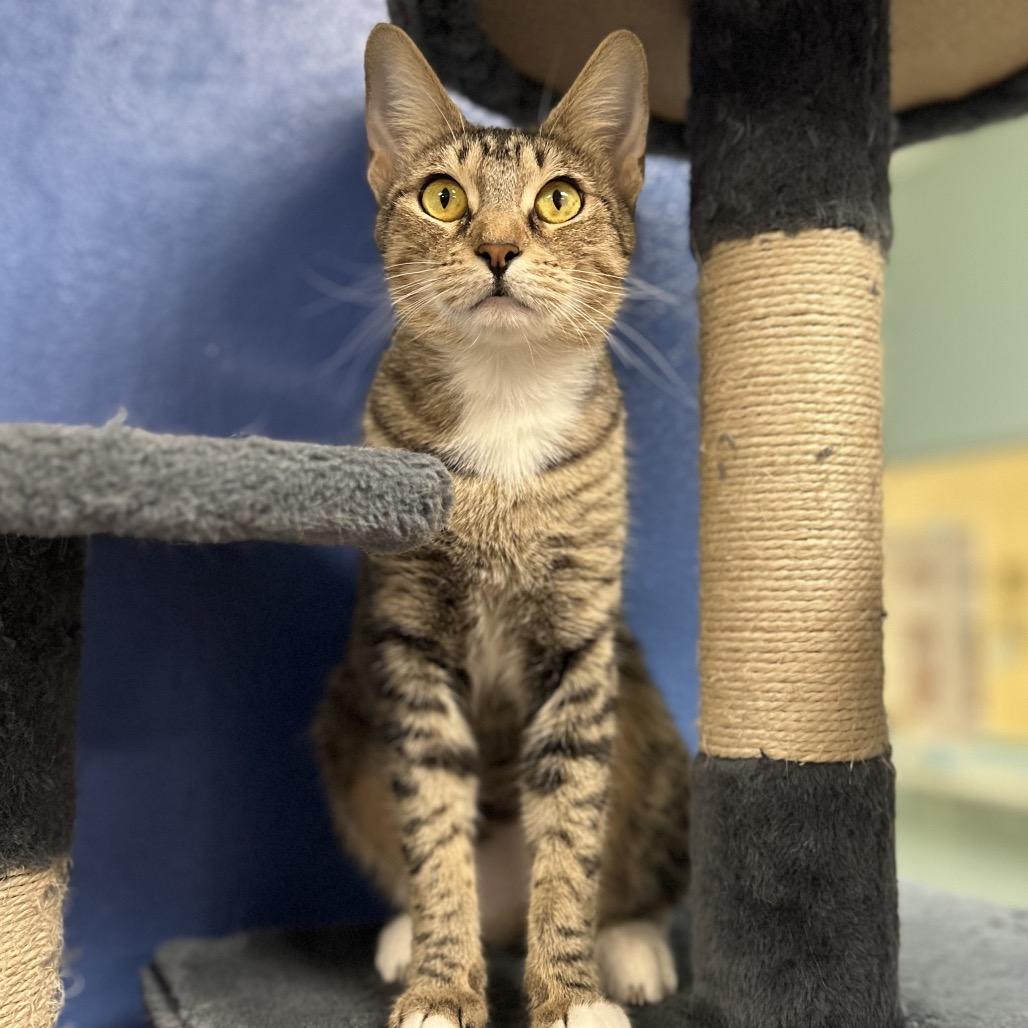 Zoey, a Adoptable Domestic Short Hair in Titusville, FL image 5/6