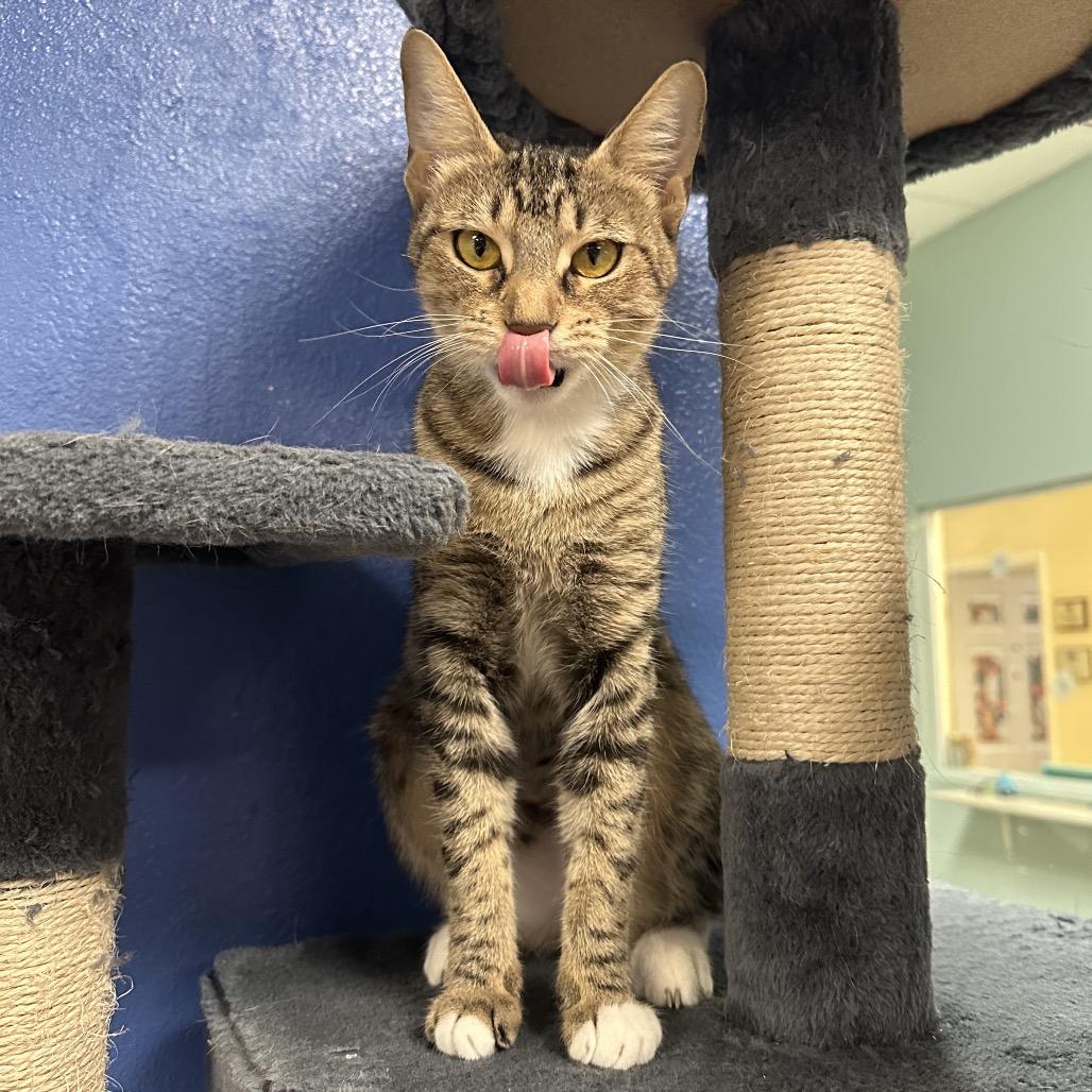 Zoey, a Adoptable Domestic Short Hair in Titusville, FL image 6/6