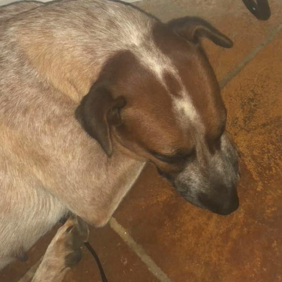 Enlarge Athena, a Adoptable mixed breed in Volcano, HI image 1/6