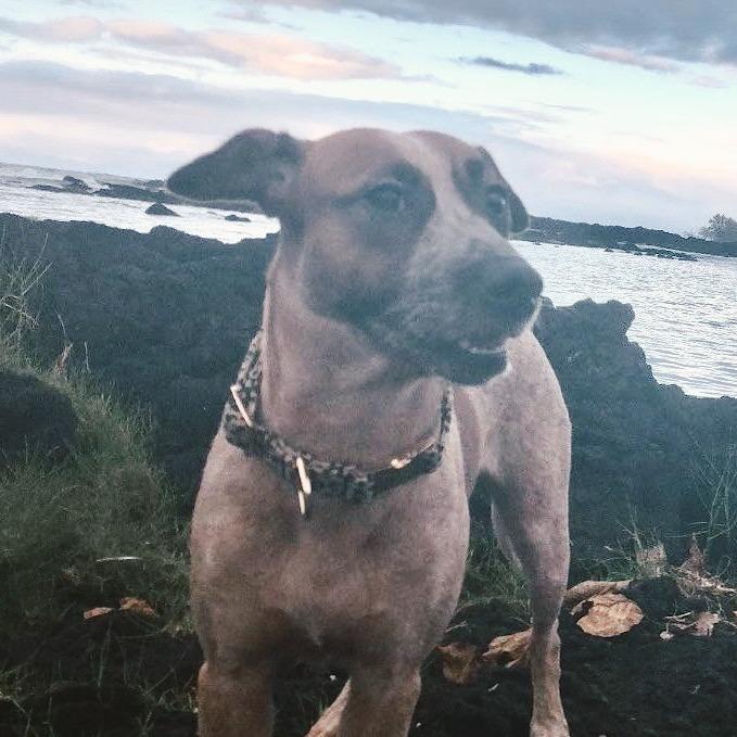 Enlarge Athena, a Adoptable mixed breed in Volcano, HI image 2/6