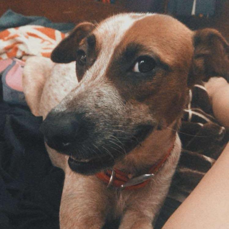 Enlarge Athena, a Adoptable mixed breed in Volcano, HI image 4/6