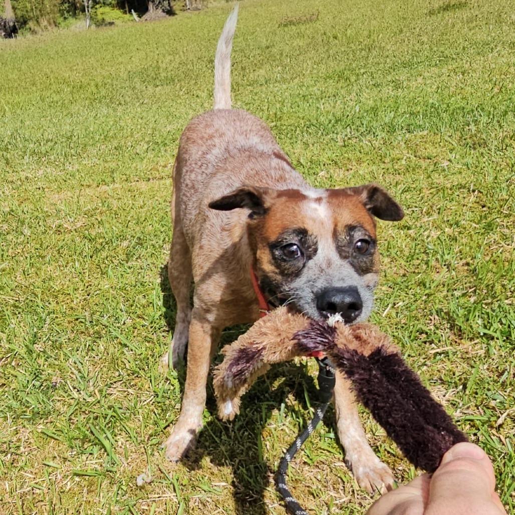 Enlarge Athena, a Adoptable mixed breed in Volcano, HI image 5/6