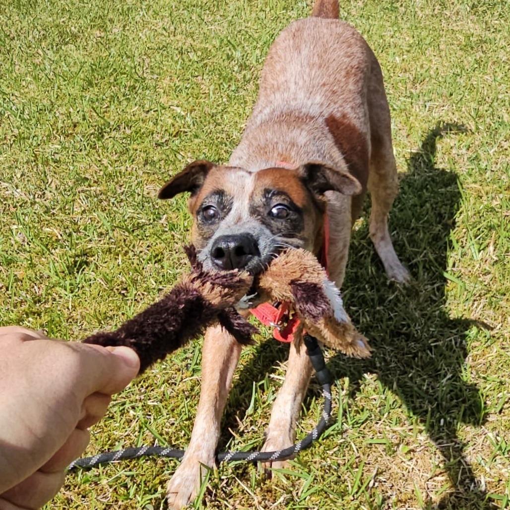 Enlarge Athena, a Adoptable mixed breed in Volcano, HI image 6/6