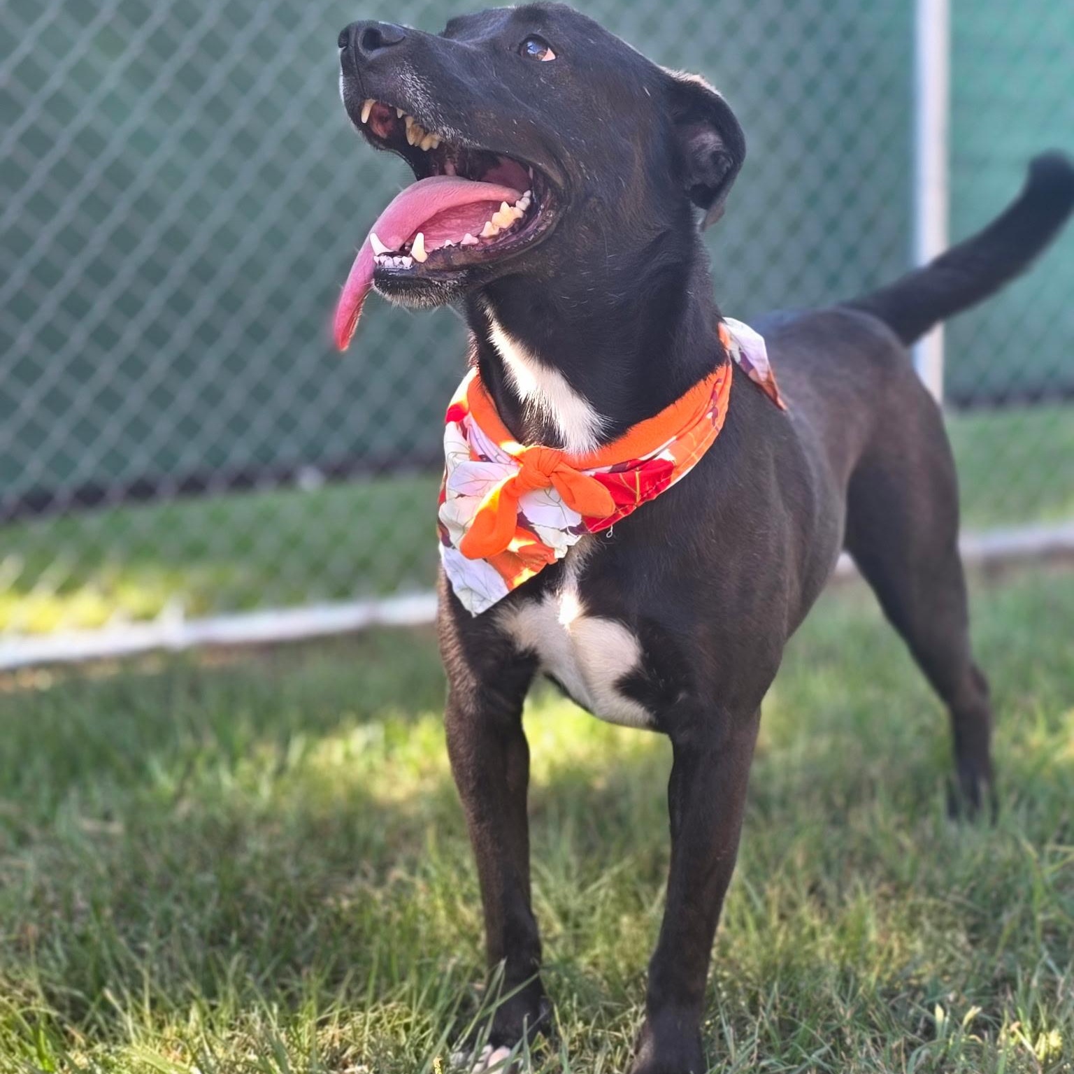 Randall Raisin — thumbnail 3