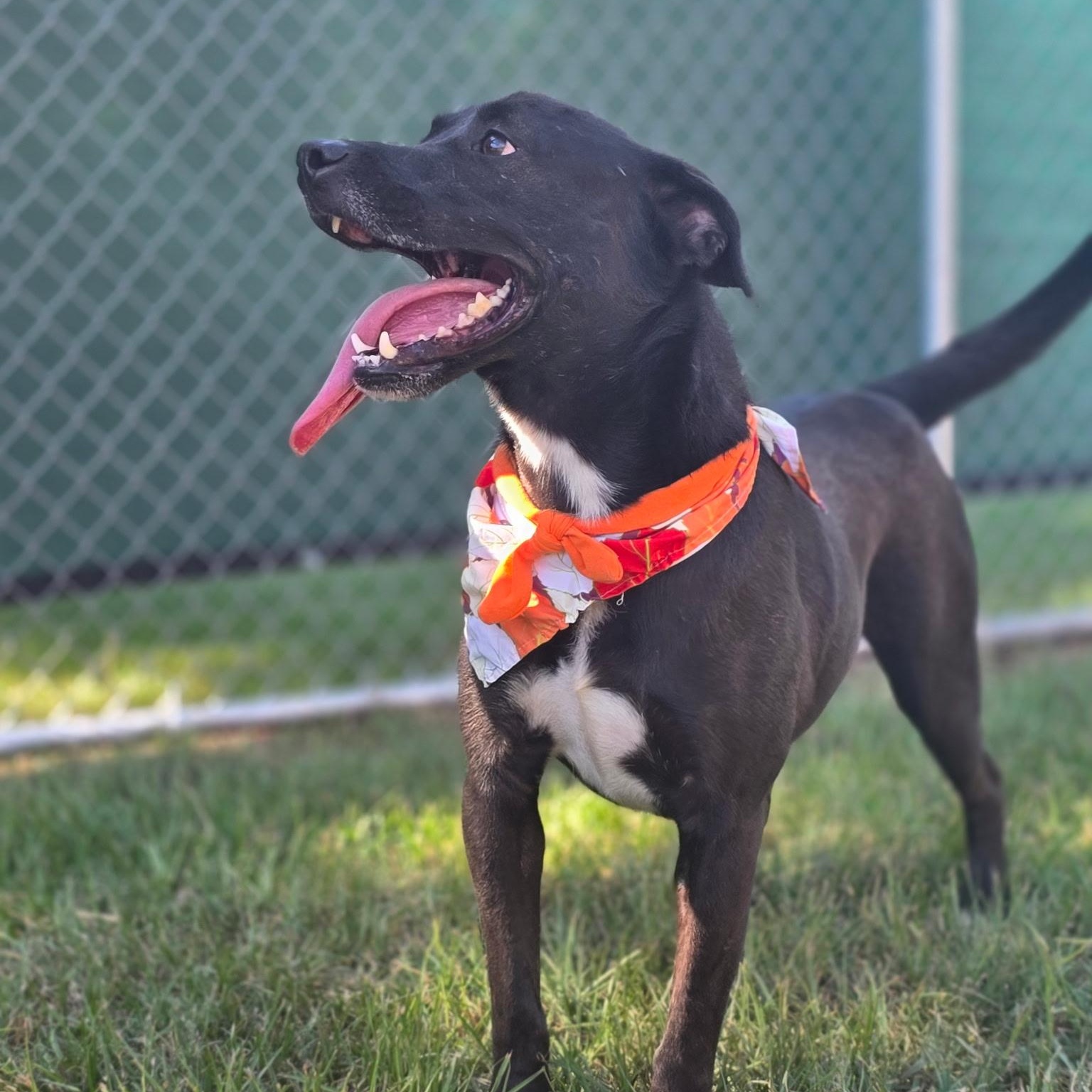 Randall Raisin — thumbnail 6