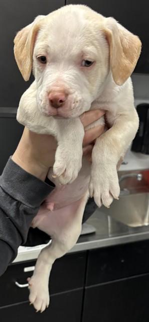 NO NAME, Adoptable, Puppy Male Pit Bull Terrier.