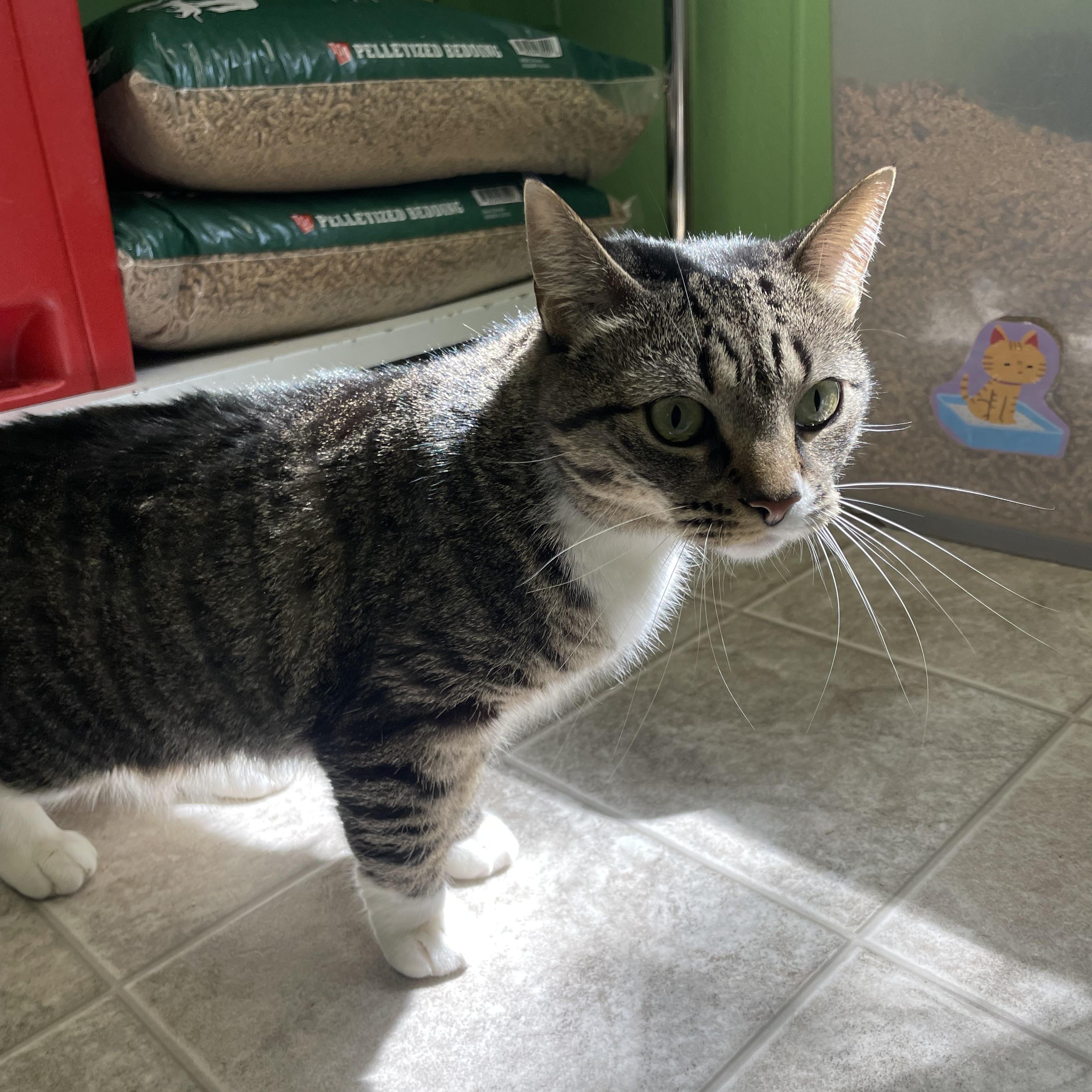 Enlarge Nina, a ADOPTABLE Domestic Short Hair in Greenbelt, MD image 2/4