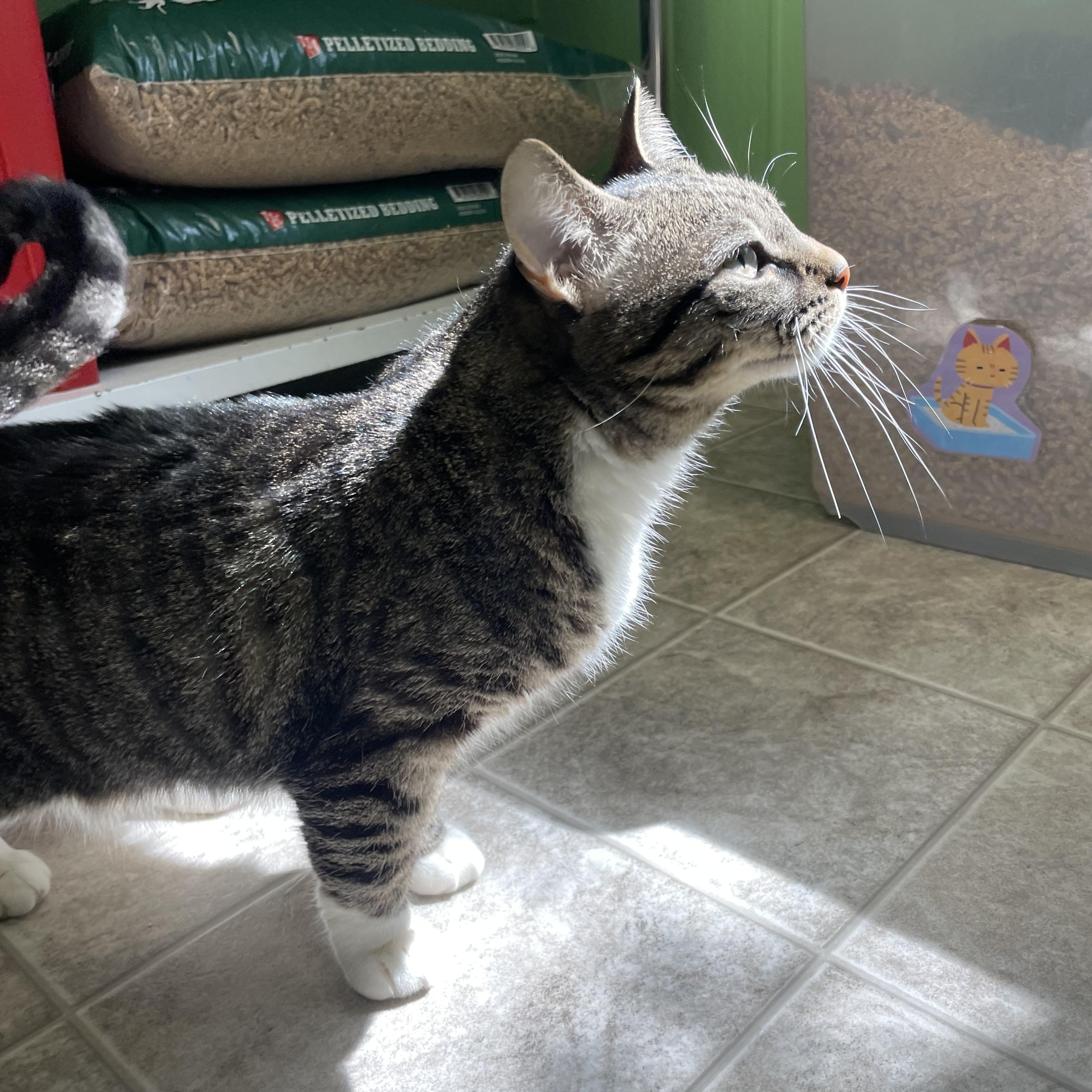 Nina, ADOPTABLE, Adult Female Domestic Short Hair.