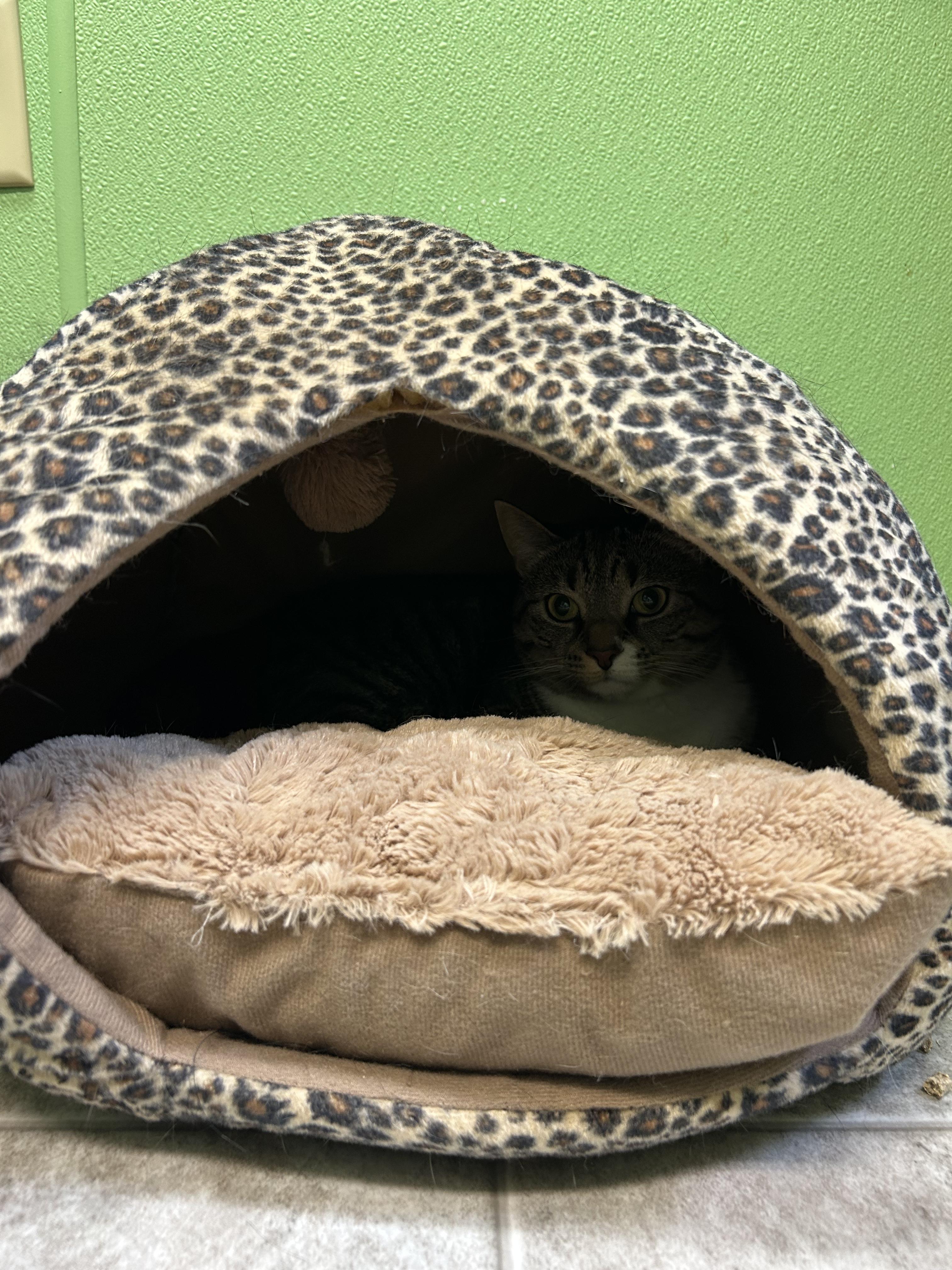 Enlarge Nina, a Adoptable Domestic Short Hair in Greenbelt, MD image 5/6