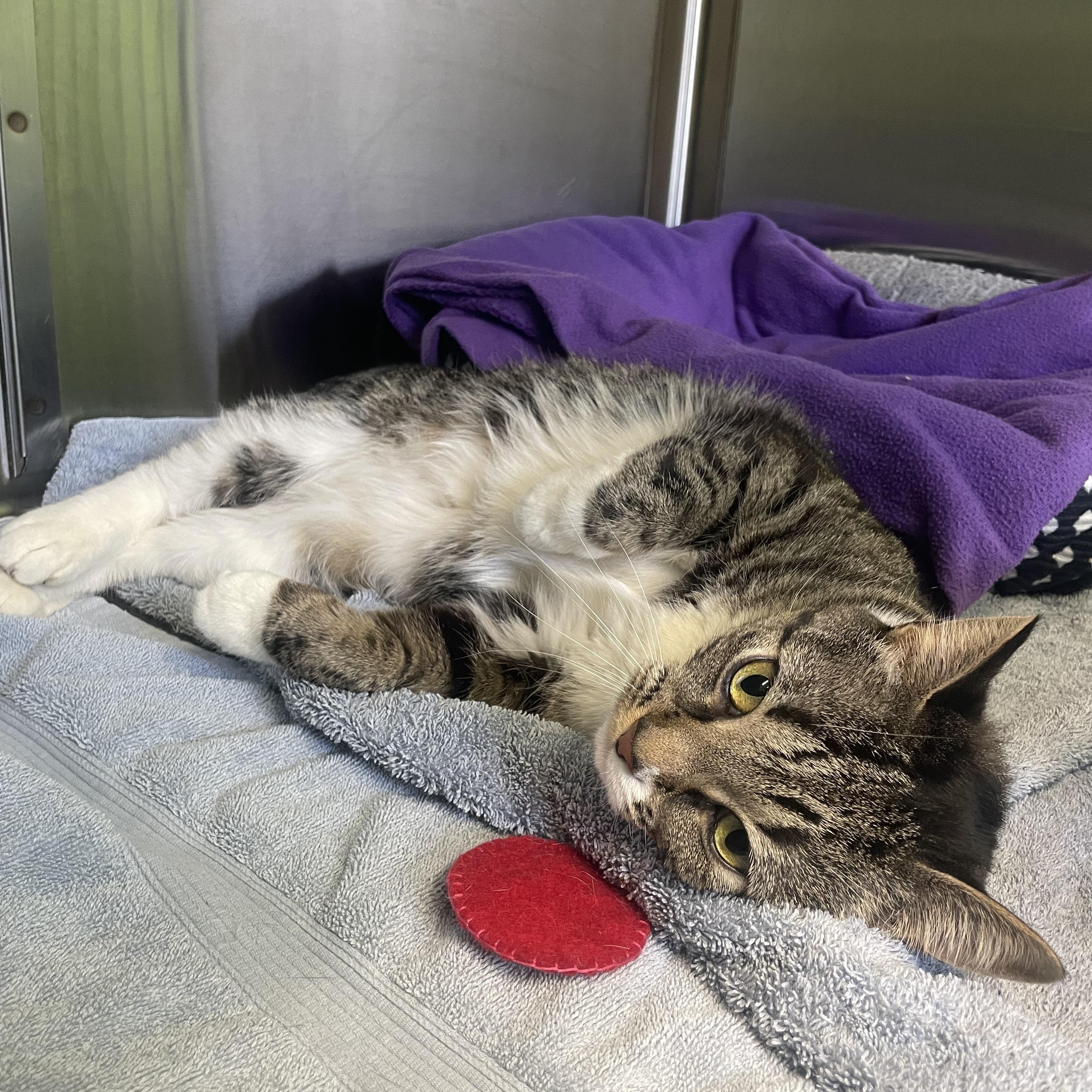 Enlarge Nina, a ADOPTABLE Domestic Short Hair in Greenbelt, MD image 3/4