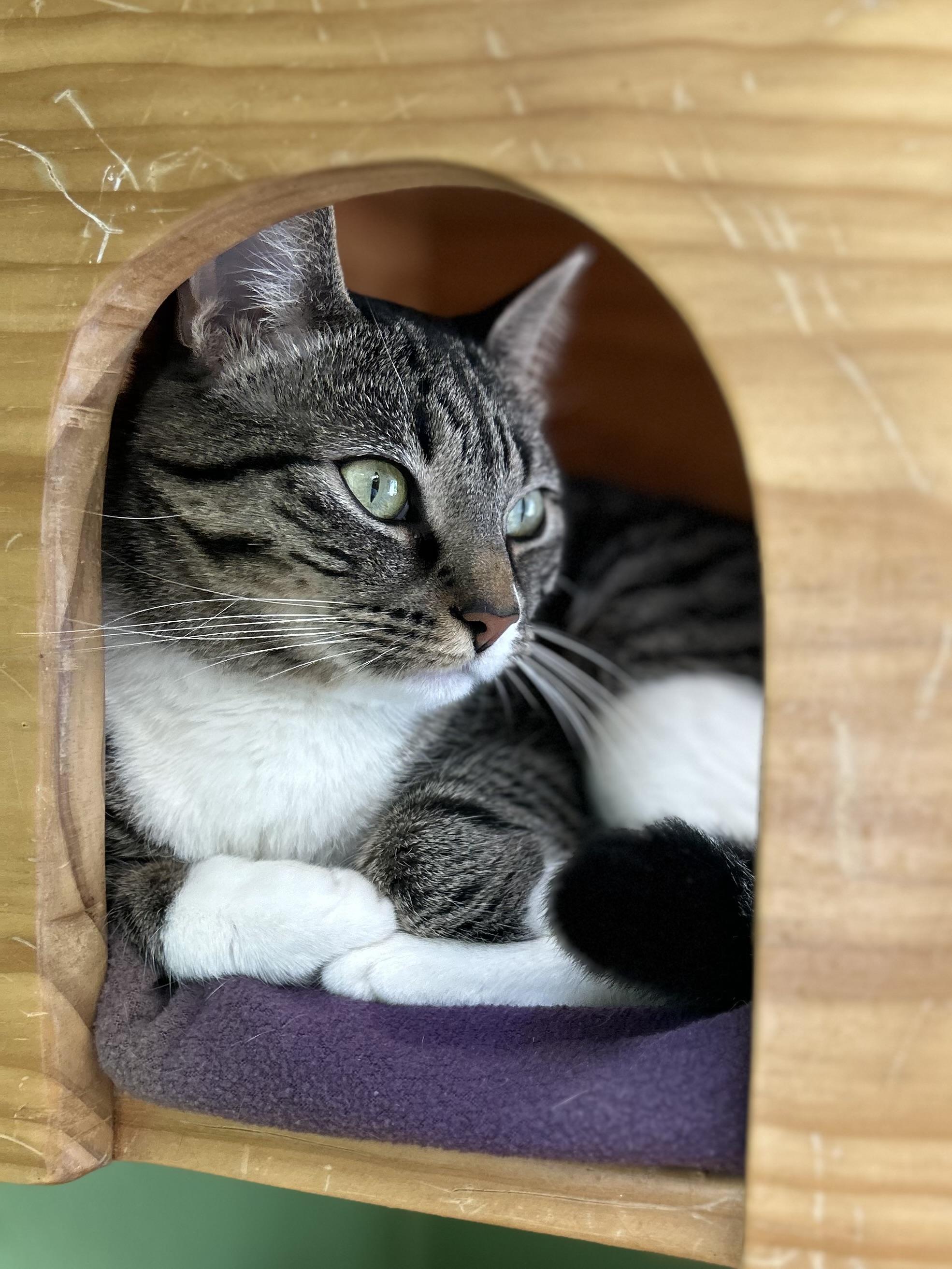 Enlarge Nina, a ADOPTABLE Domestic Short Hair in Greenbelt, MD image 2/6