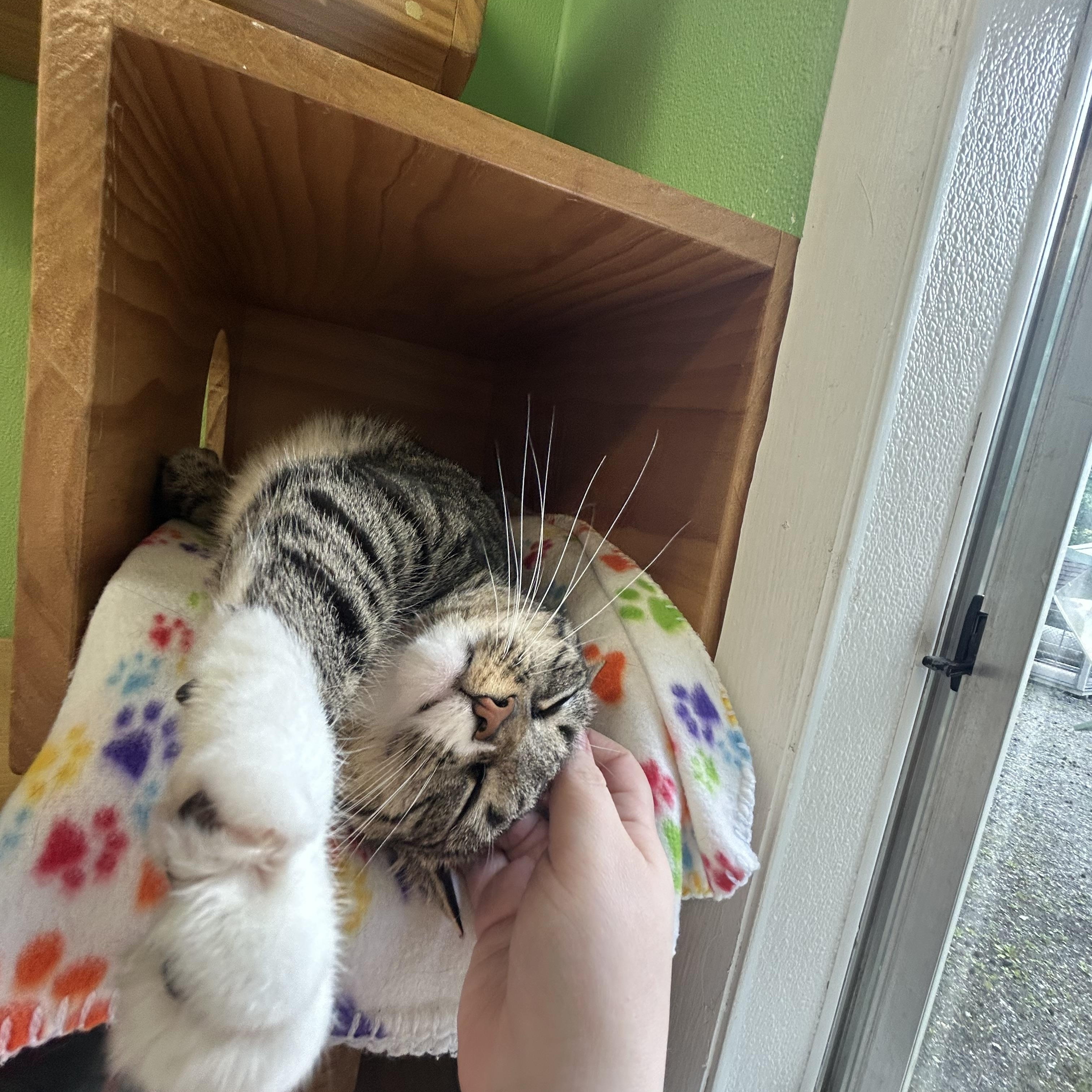 Nina, a ADOPTABLE Domestic Short Hair in Greenbelt, MD image 1/6