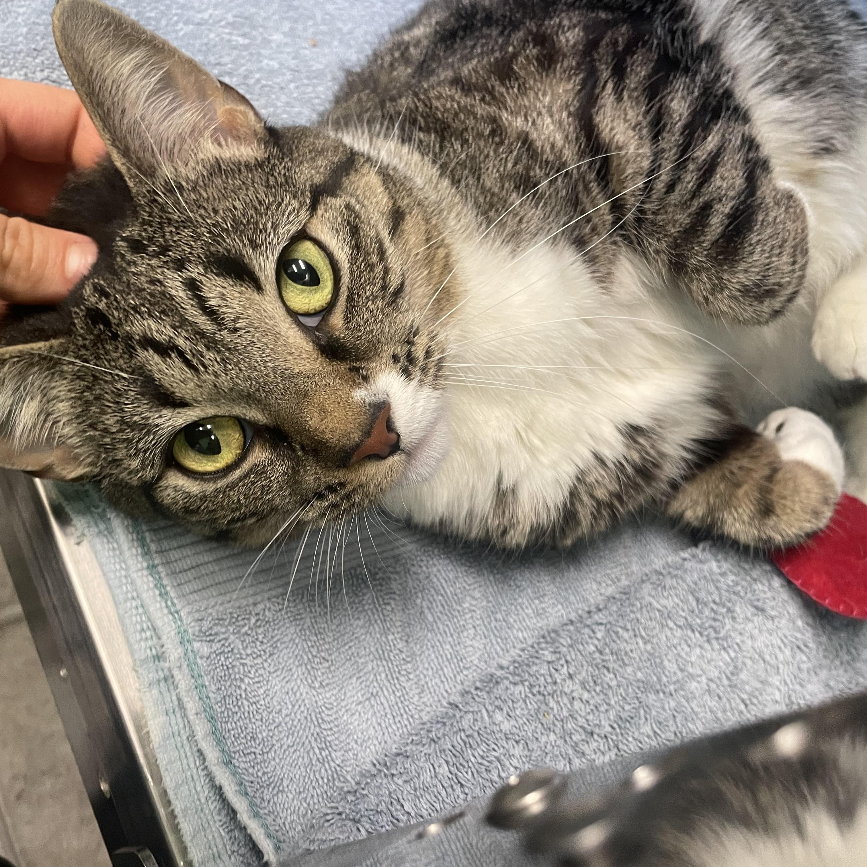 Enlarge Nina, a ADOPTABLE Domestic Short Hair in Greenbelt, MD image 4/4