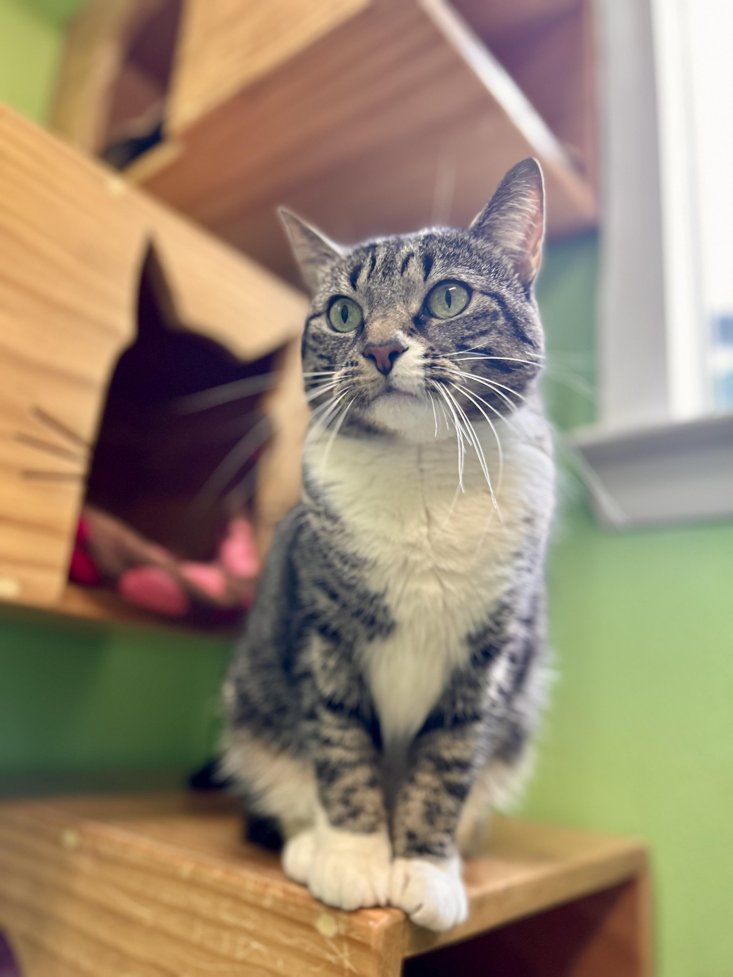 Enlarge Nina, a ADOPTABLE Domestic Short Hair in Greenbelt, MD image 1/6