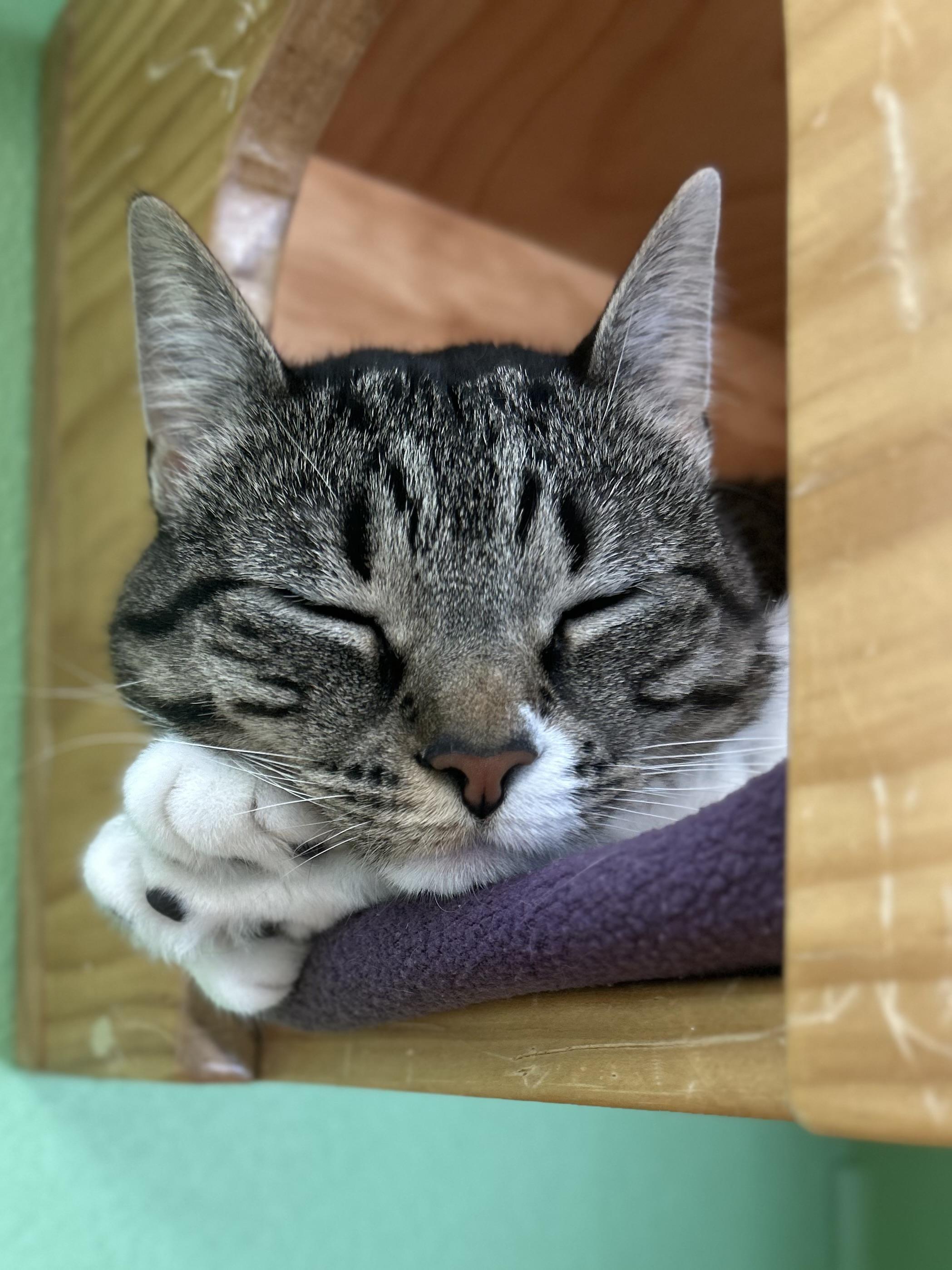 Nina, Adoptable, Adult Female Domestic Short Hair.