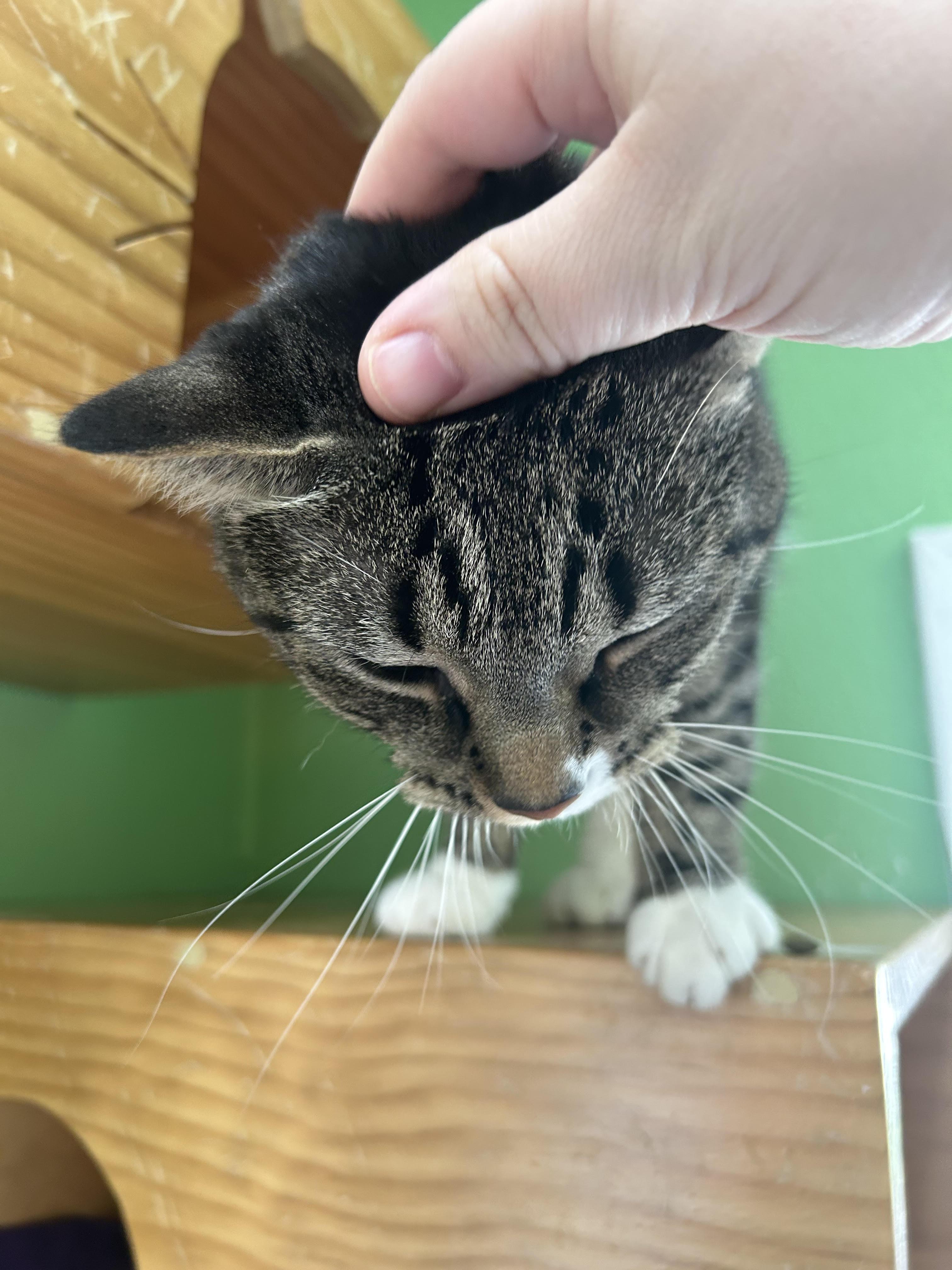Enlarge Nina, a ADOPTABLE Domestic Short Hair in Greenbelt, MD image 4/6