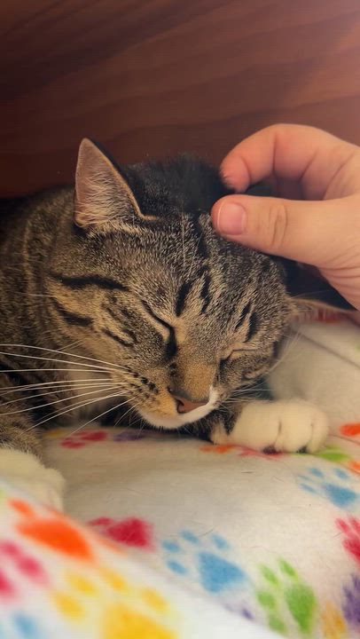 Enlarge Nina, a ADOPTABLE Domestic Short Hair in Greenbelt, MD video 6/6