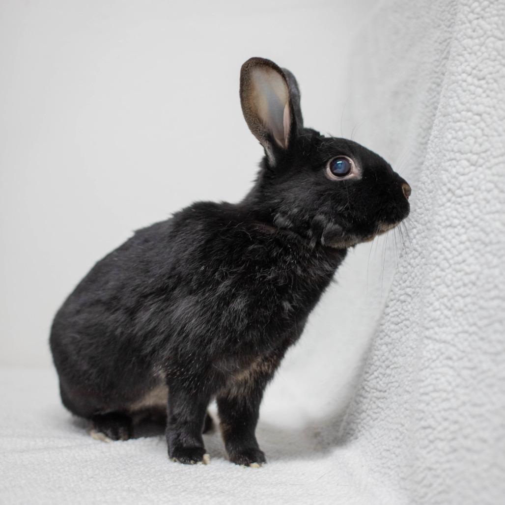 Scout, Adoptable, Adult Male Havana.